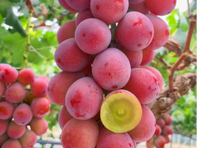 鲜木妮娜皇后葡萄应季时令鲜果无籽