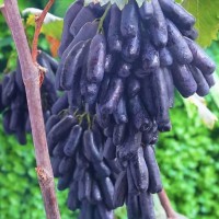 愉果（yuguo）新鲜蓝宝石金手指葡萄 无籽葡萄 新鲜水果礼盒 3斤装