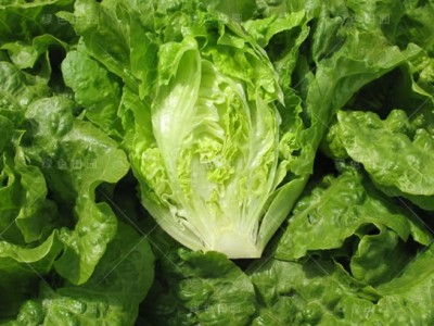 笑春风引进意大利半结球生菜种子阳