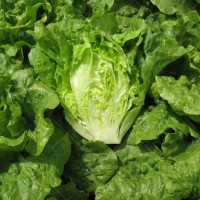 笑春风引进意大利半结球生菜种子阳台菜园大棚夏秋四季播蔬菜种孑籽高产 半结球生菜（红菜盆套装）