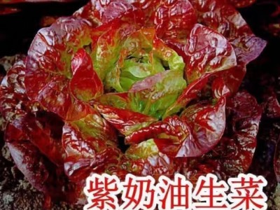 奶油咖啡紫叶生菜种子沙拉菜子四季