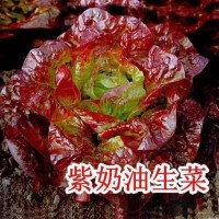 奶油咖啡紫叶生菜种子沙拉菜子四季植耐寒热庭院大田大棚蔬菜 四季可播 精选189粒(成活率)