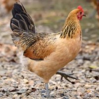 产蛋王麻羽土鸡活苗绿壳蛋鸡下蛋鸡活鸡包活到家脱温半大小鸡五黑 半斤重麻羽鸡1只的价格，8只起拍