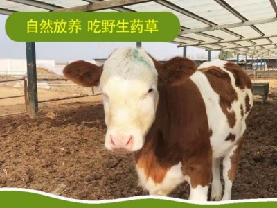 牛活体西门塔尔牛犊子小母牛活物大
