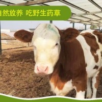牛活体西门塔尔牛犊子小母牛活物大型牛苗小牛崽子纯种西门塔尔牛 详询客服 养殖资料