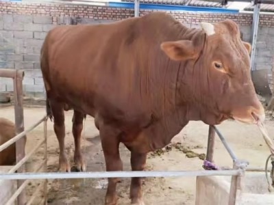 鲁西黄牛小牛仔黄牛犊子改良肉牛犊