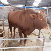 鲁西黄牛小牛仔黄牛犊子改良肉牛犊种牛繁殖母牛活牛养殖资料 黄色