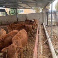 鲁西黄牛大型纯种牛优质怀孕母牛成年种公牛出售活体牛犊肉牛牛仔 黄牛(养殖手册)一份