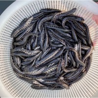 黑鱼喵活体淡水小鱼喵养殖黑鱼喵乌鱼喵财鱼喵乌鳢生鱼喵路亚凶猛 【黑鱼苗3-5厘米】3条+开口饲料