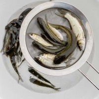 婷越岚大草鱼苗淡水养殖鱼苗活体饲料鱼四大家鱼鲫鱼苗花鲢鱼苗批发 正宗草鱼苗1.5-3cm50条