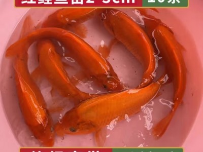精品红鲤鱼喵荷包兴国红鲤鱼淡水养