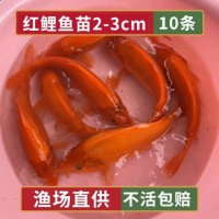 精品红鲤鱼喵荷包兴国红鲤鱼淡水养殖观赏鱼冷水鱼鱼喵活体 精品红鲤鱼苗2-3cm10条